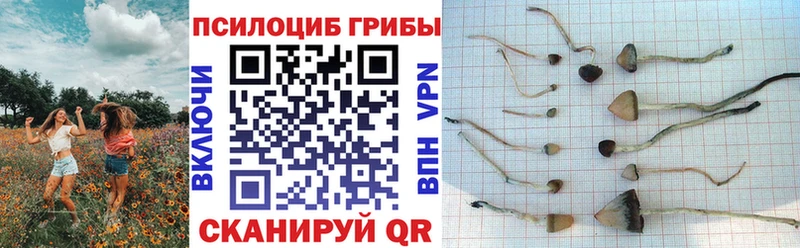 Галлюциногенные грибы Psilocybe Первоуральск